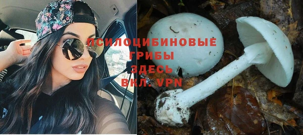 крисы Дмитровск